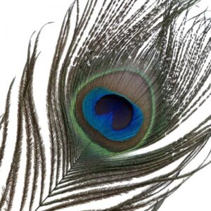 Sevanda Natural Peacock Flirting Feather